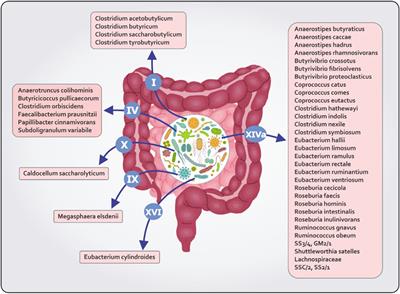 Role of Butyrate, a Gut Microbiota Derived Metabolite, in Cardiovascular Diseases: A comprehensive narrative review